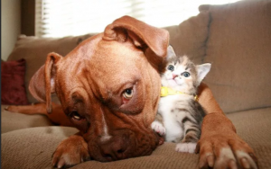 Что ты сделал не так ! Самые смешные животные Напугали людей Реакцией 2021 года