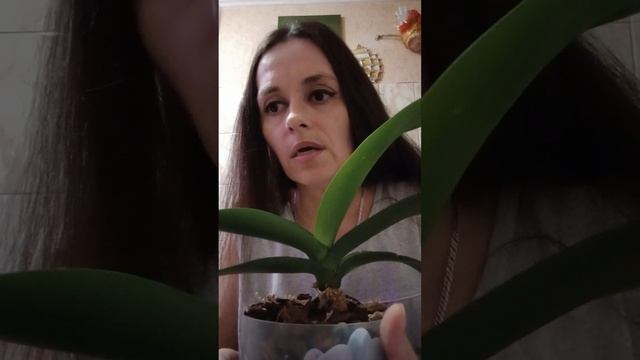 ОРХИДЕИ ПЬЮТ КАРКАДЕ. ЛЕГАТО ЦВЕТЕТ, КАК ХОЧЕТ??? смотреть онлайн