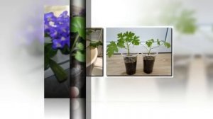 Черенкование ГЕРАНИ. Как размножить ПЕЛАРГОНИЮ, простой способ укоренения