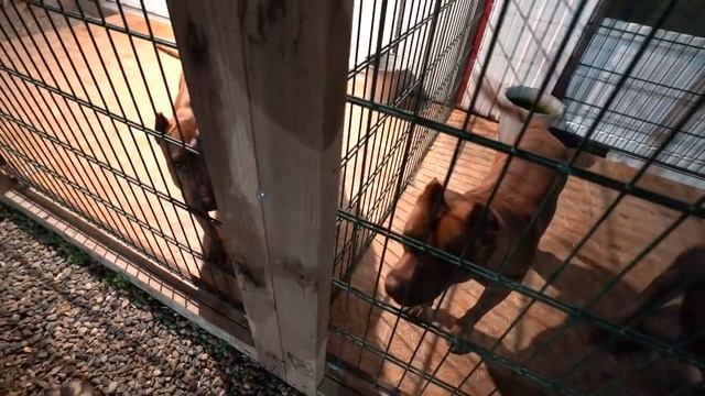 Волки играют в футбол) / Питбули на перетяжках кантов. смотреть онлайн