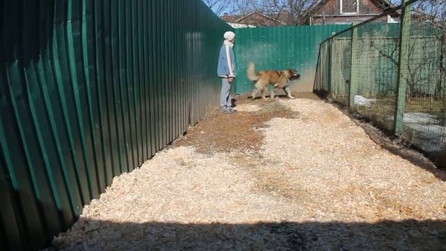 Загорские Дали Царица Гера. Питомник Тверская Жемчужина. Кавказская овчарка. смотреть онлайн