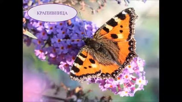Виртуальный познавательный час Чудо природы- бабочка