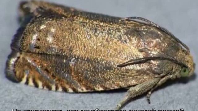 Вредители черешни смотреть онлайн