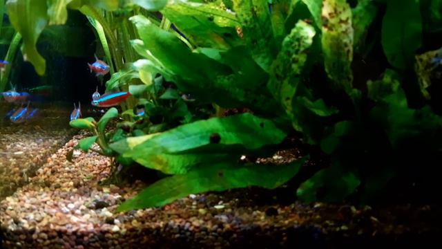 Аквариум на земле, 1,5 года. смотреть онлайн