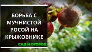 Мучнистая роса на крыжовнике и как с ней бороться