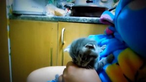 Как выкормить котят самим без кошки, десяти дней от роду.