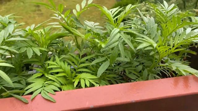 Спасаю Эвкалипт ! Оказывается он уличный Оклемался Клематис уже 3 ростка Olga Kirchgessner смотреть онлайн