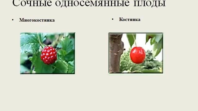 Презентация Плоды