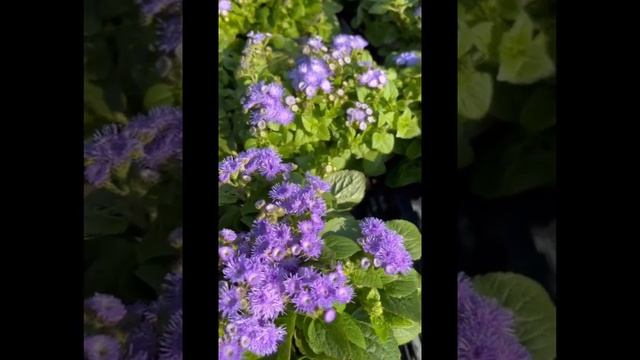 Ageratum Blue Flower#shorts