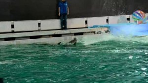 Дельфины афалины в дельфинарии Спб