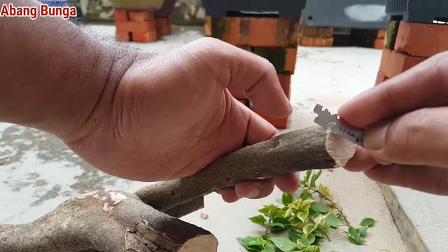 Cara cantum sisi dahan bunga kertas bougainvillea смотреть онлайн