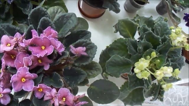 Комнатные цветы Секреты цветения