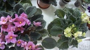 Комнатные цветы Секреты цветения