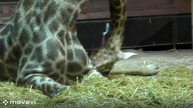 Влог / Московский зоопарк. Жираф. / 8.04.22 год