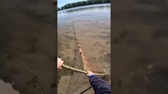 Тянем невод Ловим рыбу Раньше рыбы было больше #fishing #сети #рыбалка #невод #shorts