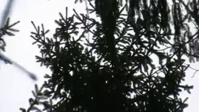 Сон фронтового леса 2013 смотреть онлайн