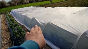 Клубника под агроволокном 25 апреля 2021 и междурядья