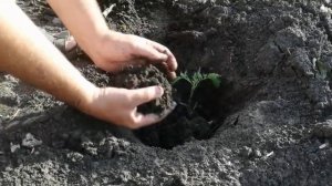 Рассада томатов приживется и будет крепкой, гарантия 100%