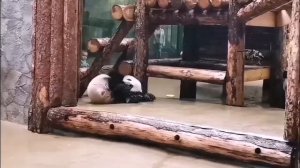 🐼Катюша из Московского зоопарка показала всех нас вечером понедельника🐼