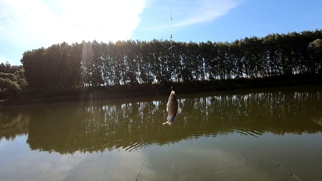 РЫБАЛКА на ПРУДУ ВОЛЧИЙ ВРАГ,КАРАСЬ ,КАРПЁНОК 30.08.2020.!!!! ЗАКРЫТИЕ ЛЕТА!!!!! смотреть онлайн