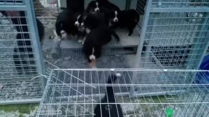 Щенки бернского зенненхунда. Первые тренировки