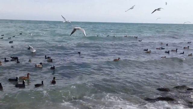 Зимовка птиц в Феодосии смотреть онлайн