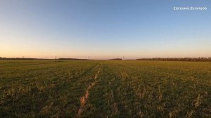 Долгожданное открытие на Перепела состоялось. ОХОТА на Перепела?