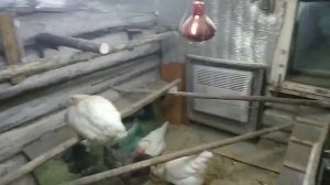 как свет влияет на яйценоскость кур-несушек