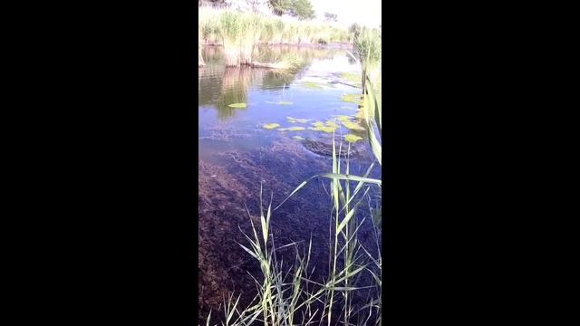 Рыбалка на рогатку - чёткий выстрел#рыбалкасрогаткой#охотасрогаткой