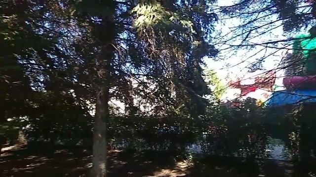 Свежий урожай Чёрных орехов/Fresh Harvest of Black Nuts смотреть онлайн