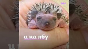 милые новорожденные ежики
