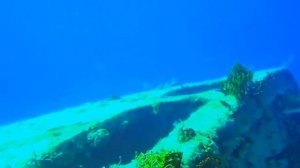 Дикая природа Удивительный мир морских глубин Багамских островов