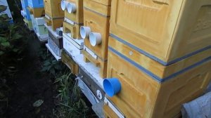 октябрь на пасеке - пчелы в 6 рамочных ульях на одном корпусе, подготовка в зиму.