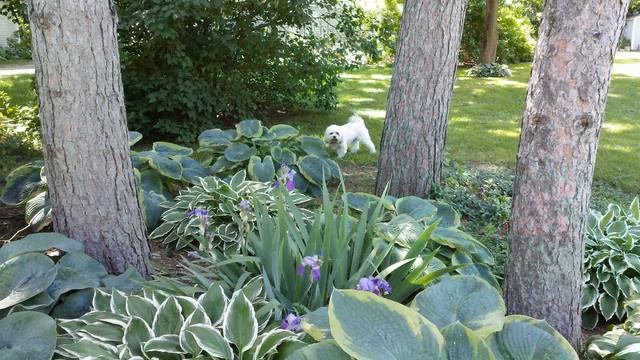 ? 27 Creative HOSTA GARDEN DESIGN IDEAS Ideas смотреть онлайн