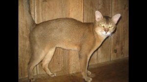 Шаузи (Chausie cat) породы кошек( Slide show)!