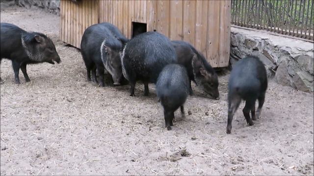 Пополнение у ошейниковых пекарей 17.05.2023 смотреть онлайн