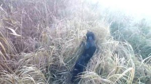 Охота на фазана Абинский район 2021