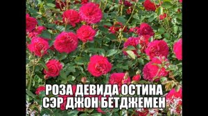 Роза Девида Остина Сэр Джон Бетджемен