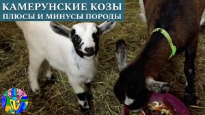 Камерунские козы — плюсы и минусы породы