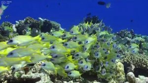 The Ocean 4K - Sea Animals for Relaxation, Beautiful Coral Reef Fish in Aquarium (4K Video Ultra HD