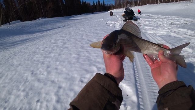 ХАРИУС! РЫБАЛКА ДЛЯ ДУШИ! ПОЙМАЛИ ТРОФЕЯ! смотреть онлайн