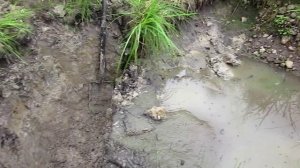 Копаю пруд на заболоченном участке. Жара помогла справиться с самым тяжелым слоем почвы.