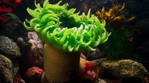 Каменная заводь и ее обитатели.