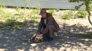 Бездомные собаки