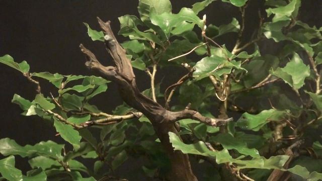 Бук с туристической тропы в коллекции Юлии Росток @Studio.Bonsai смотреть онлайн