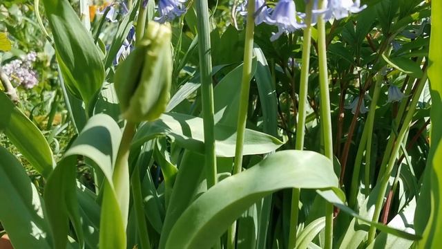 English and Spanish bluebells. Cultivation of Hyacinthoides non-scripta and hispanica and care in U