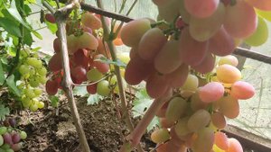 #Виноград_Снежок очень раннего срока созревания с крупными ягодами и гроздями 2022г