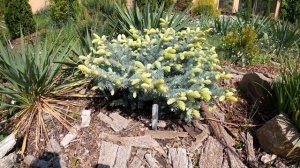 Picea pungens Bialobok (Ель колючая Белобок)