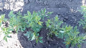 Профилактика и борьба с мучнистой росой на розах и шиповнике.