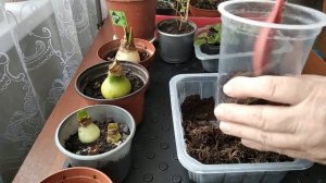 Спасаю клубневую бегонию